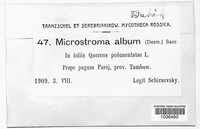 Microstroma album image